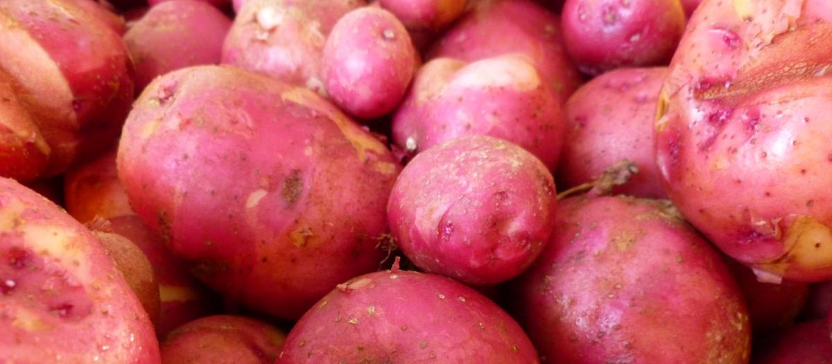 Weirdo of the Week: Potatoes!